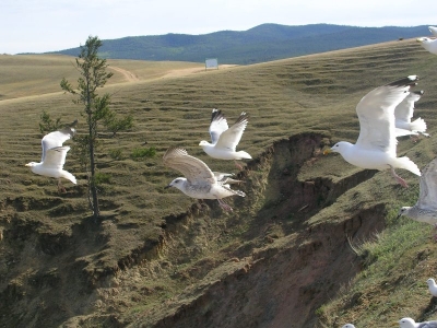 Чайки над Байкалом