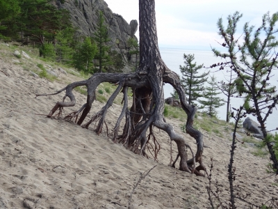 Ходульные деревья в бухте Песчаной
