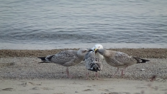 Чайки на берегу Байкала
